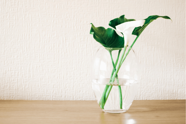 Plant in glass vase
